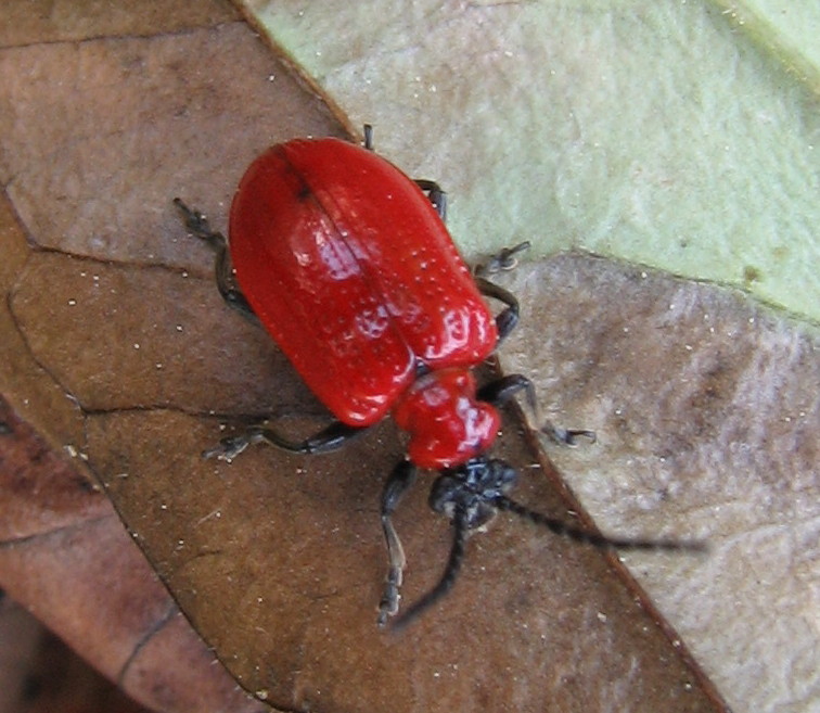 Chrysomelidae: Lilioceris lilii